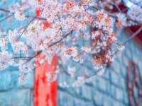 泰可泰勒传媒科技（上海）有限公司