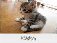 泰可泰勒传媒科技（上海）有限公司